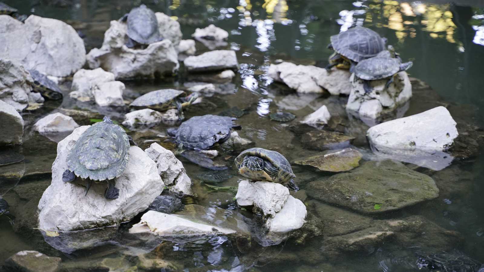 Service Provider bilder